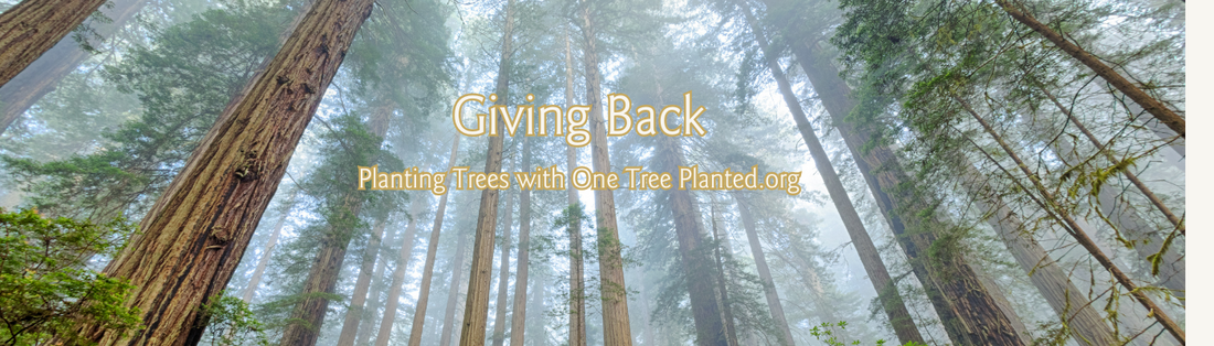 Image of tall trees in a forest. Madera Design Studio handcrafted jewelry gives back by donating to One Tree Planted