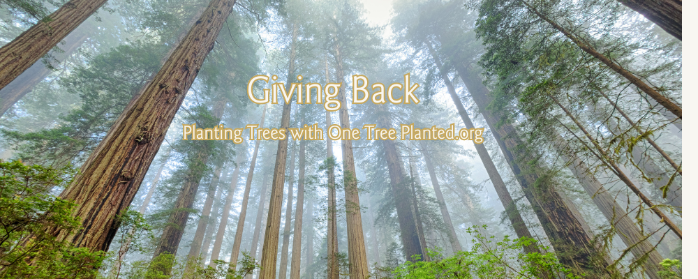 Image of tall trees in a forest. Madera Design Studio handcrafted jewelry gives back by donating to One Tree Planted