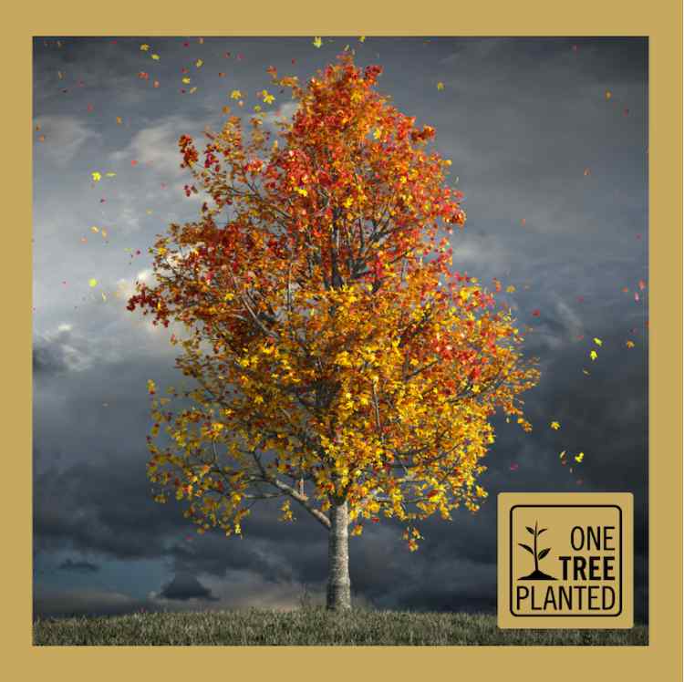 Madera Design Studio - One Tree Planted- Giving back