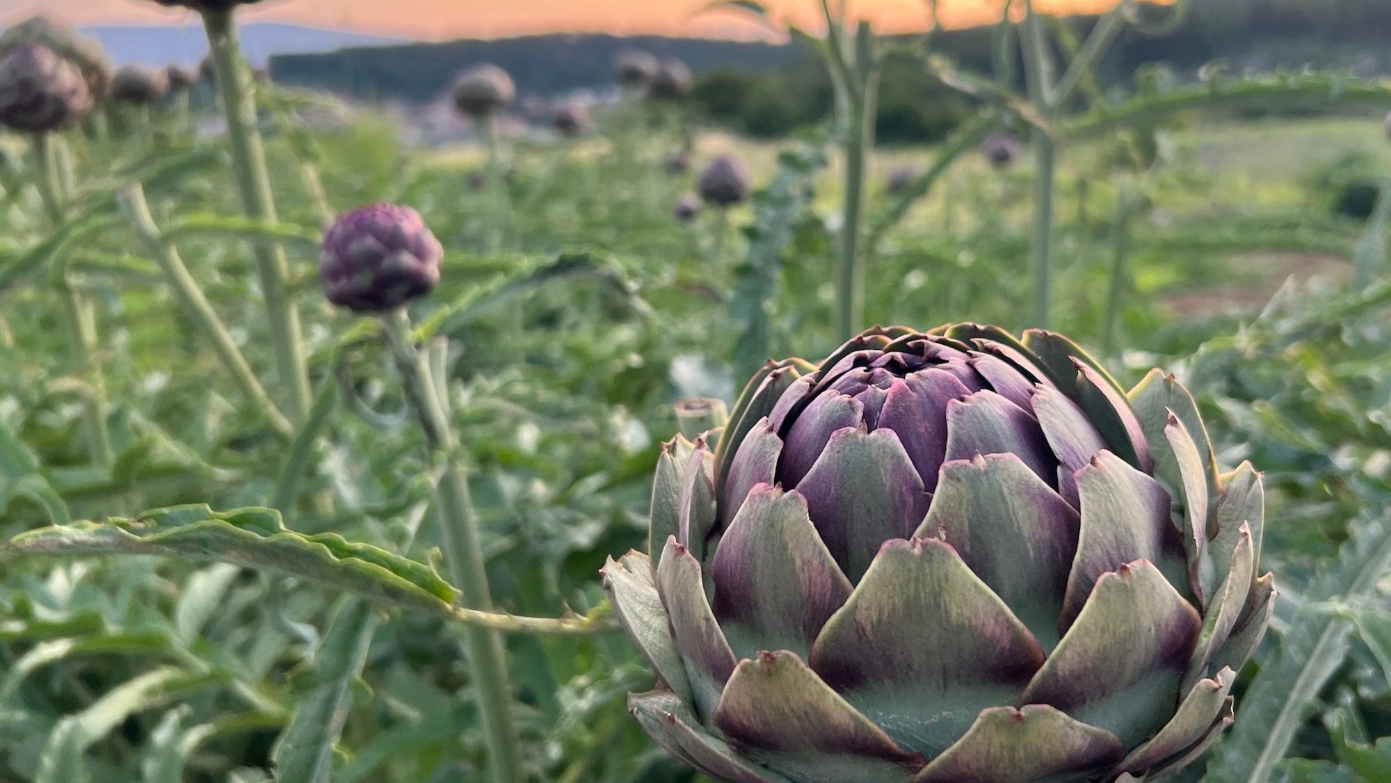 Image of an artichoke field in croatia by Madera Design Studio